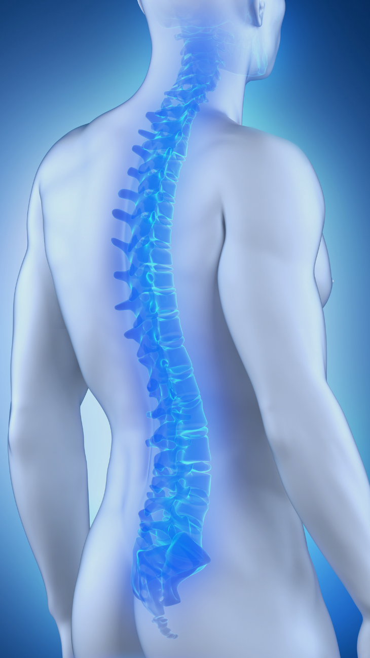 Spinal cord illustration by janulla from Getty Images